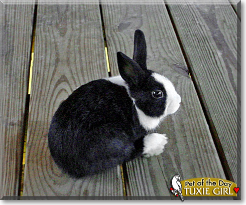 Tuxie Girl, the Pet of the Day