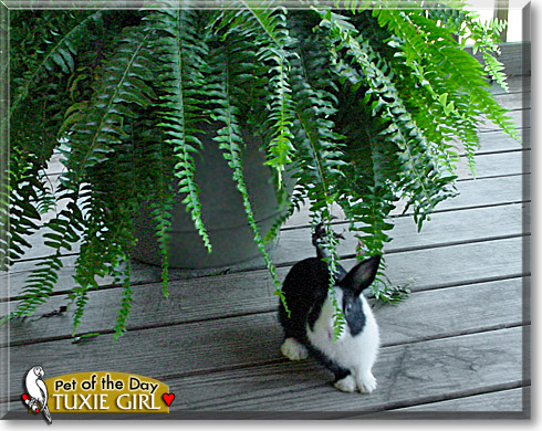 Tuxie Girl, the Pet of the Day