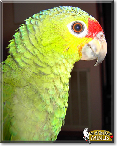 Minus, the Pet of the Day Minus, the Pet of the Day