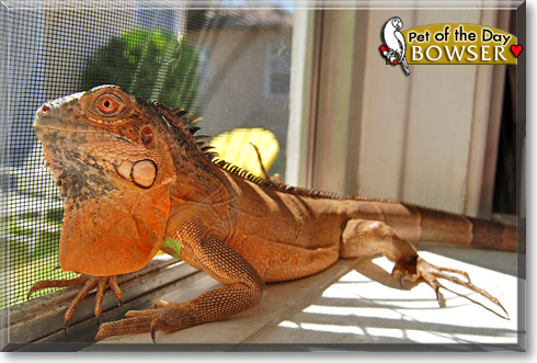 Bowser, the Pet of the Day Bowser, the Pet of the Day