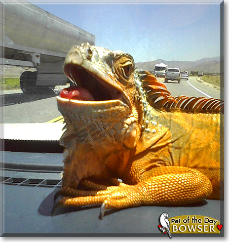 Bowser, the Pet of the Day Bowser, the Pet of the Day