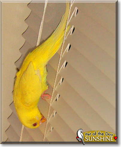 Sunshine, the Pet of the Day Sunshine, the Pet of the Day