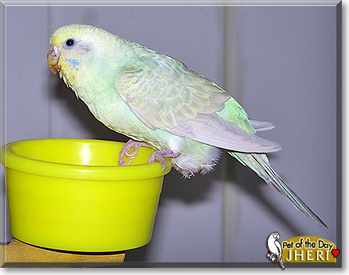 Jheri, the Pet of the Day
