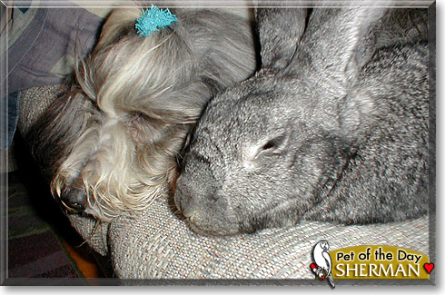 Sherman, the Pet of the Day Sherman, the Pet of the Day