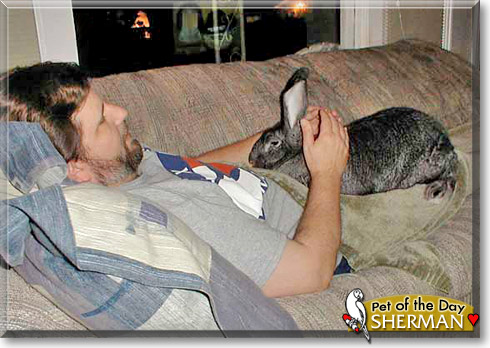 Sherman, the Pet of the Day Sherman, the Pet of the Day