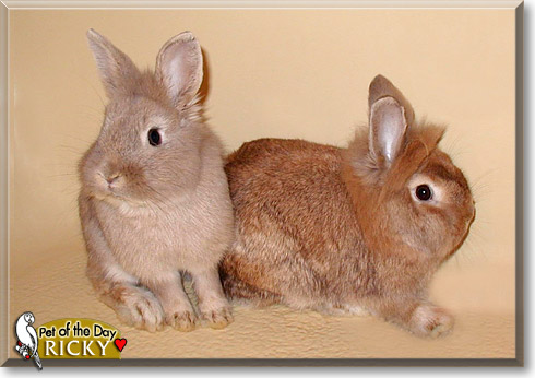 Ricky, the Pet of the Day Ricky, the Pet of the Day