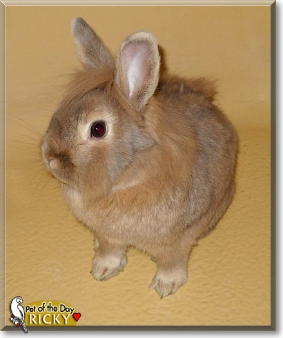 Ricky, the Pet of the Day Ricky, the Pet of the Day
