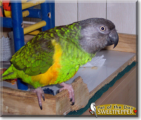 Sweetpepper, the Pet of the Day Sweetpepper, the Pet of the Day