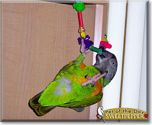 Sweetpepper, the Pet of the Day Sweetpepper, the Pet of the Day