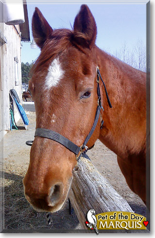 Marquis, the Pet of the Day Marquis, the Pet of the Day