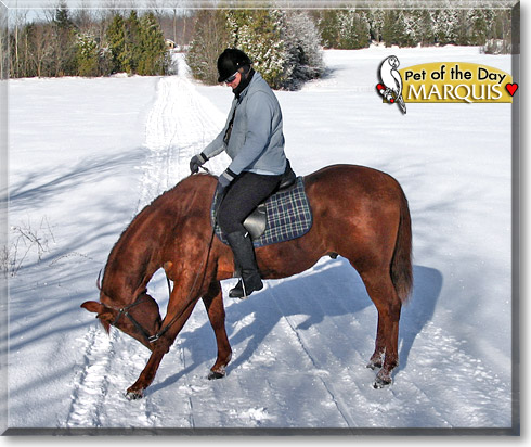 Marquis, the Pet of the Day Marquis, the Pet of the Day