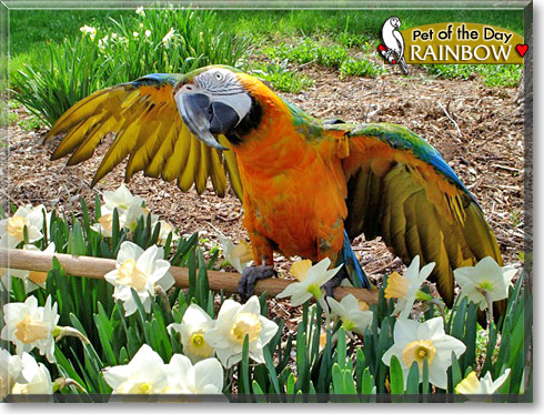 Rainbow, the Pet of the Day Rainbow, the Pet of the Day