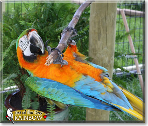 Rainbow, the Pet of the Day Rainbow, the Pet of the Day