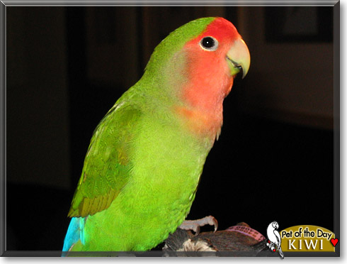 Kiwi, the Pet of the Day Kiwi, the Pet of the Day