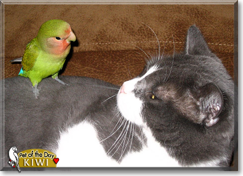 Kiwi, the Pet of the Day Kiwi, the Pet of the Day