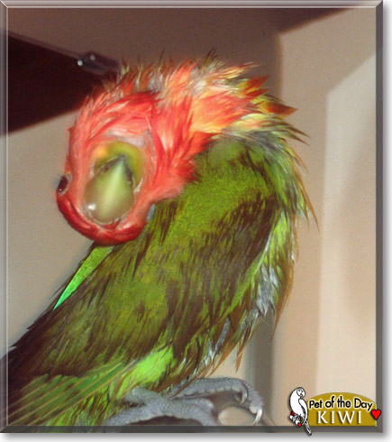 Kiwi, the Pet of the Day Kiwi, the Pet of the Day