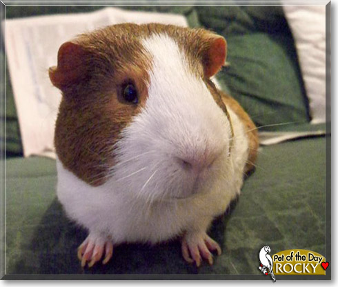Rocky, the Pet of the Day Rocky, the Pet of the Day