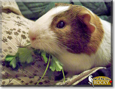 Rocky, the Pet of the Day Rocky, the Pet of the Day