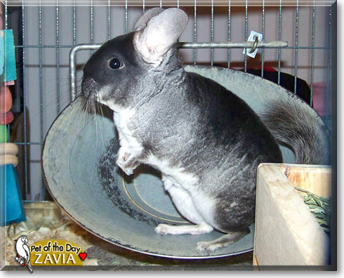 Zavia, the Pet of the Day