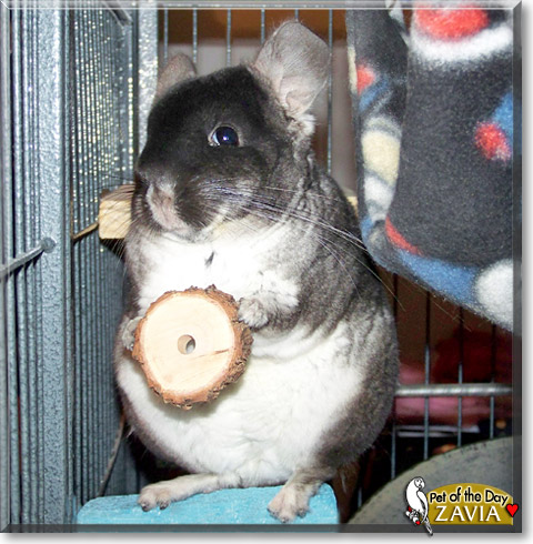 Zavia, the Pet of the Day
