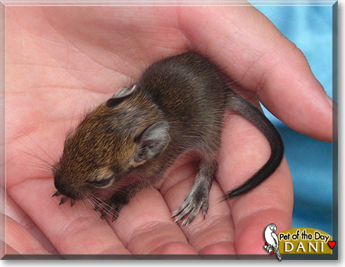 Dani, the Pet of the Day Dani, the Pet of the Day