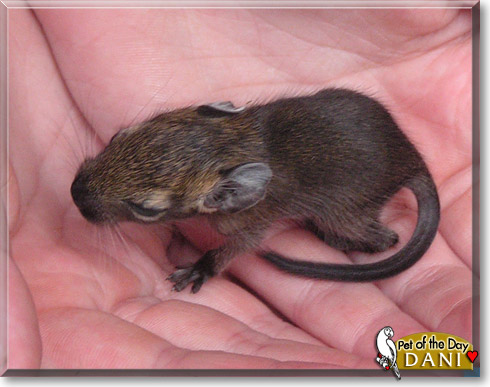 Dani, the Pet of the Day Dani, the Pet of the Day