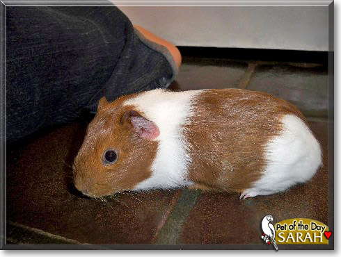 Sarah, the Pet of the Day Sarah, the Pet of the Day