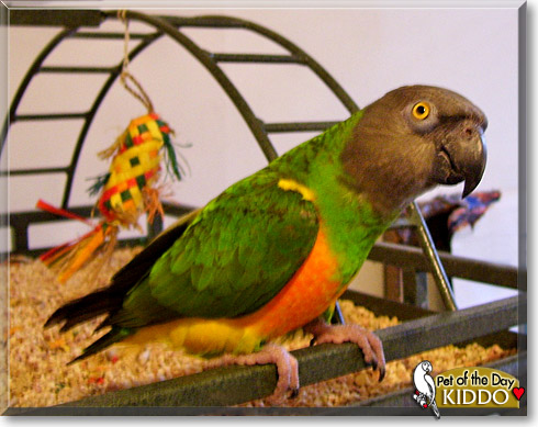 Kiddo, the Pet of the Day Kiddo, the Pet of the Day