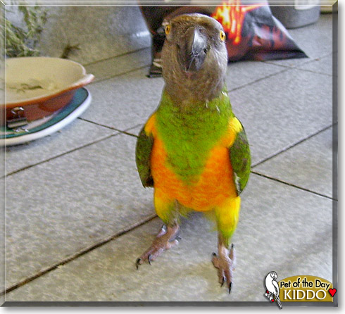 Kiddo, the Pet of the Day Kiddo, the Pet of the Day