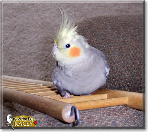 Kacey, the Pet of the Day Kacey, the Pet of the Day