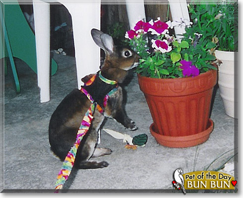 Bun Bun, the Pet of the Day Bun Bun, the Pet of the Day