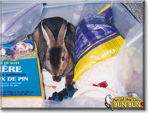 Bun Bun, the Pet of the Day Bun Bun, the Pet of the Day