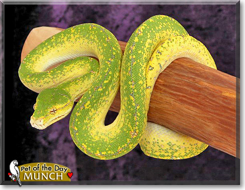 Munch, the Pet of the Day Munch, the Pet of the Day