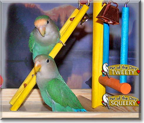 Tweety, Squeeky, the Pet of the Day