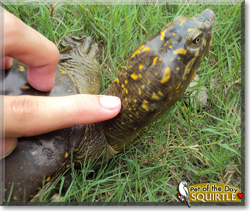 Squirtle, the Pet of the Day Squirtle, the Pet of the Day
