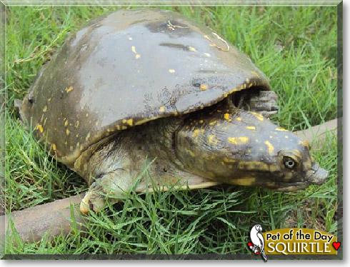Squirtle, the Pet of the Day Squirtle, the Pet of the Day