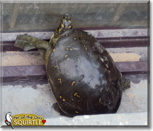 Squirtle, the Pet of the Day Squirtle, the Pet of the Day