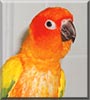 Chi Chi the Sun Conure