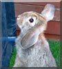 Floppy the Lop Rabbit