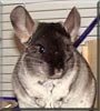 Matilda the Black Velvet Chinchilla