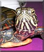 Doogy the Painted Turtle