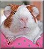 Nutmeg the Guinea Pig