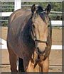 Duke the Quarter Horse