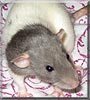 Dolce the Dumbo Rat