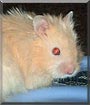 Speedy the Teddy Bear Hamster