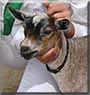 Mirage the Nigerian Dairy Goat
