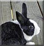 Tuxie Girl the Dutch Rabbit