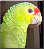 Minus the Red Head Parrot
