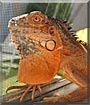 Bowser the Orange Iguana
