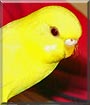 Sunshine the Lutino Parakeet